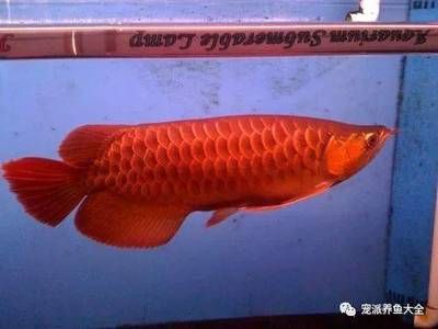 龍魚老頭魚的辨別：如何辨別龍魚老頭魚