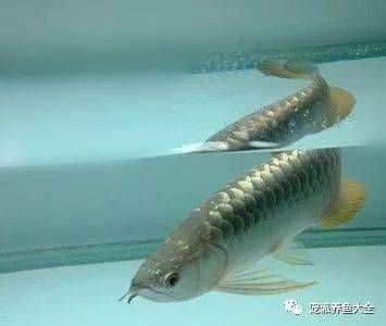 龍魚老頭魚的辨別：如何辨別龍魚老頭魚