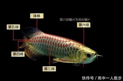 金龍魚地址