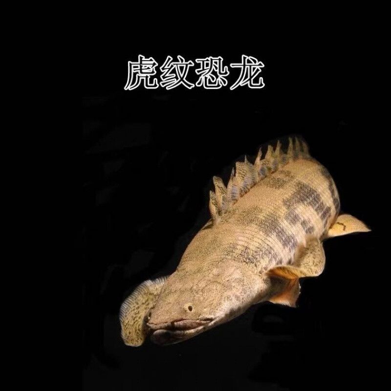 龍魚底層魚配什么：適合與龍魚混養的底層魚