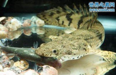 龍魚底層魚配什么：適合與龍魚混養的底層魚