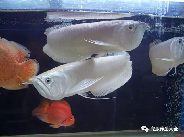 與銀龍魚混養(yǎng)好嗎