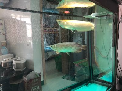 龙鱼可以喂活泥鳅吗：龙鱼可以喂活泥鳅吗，