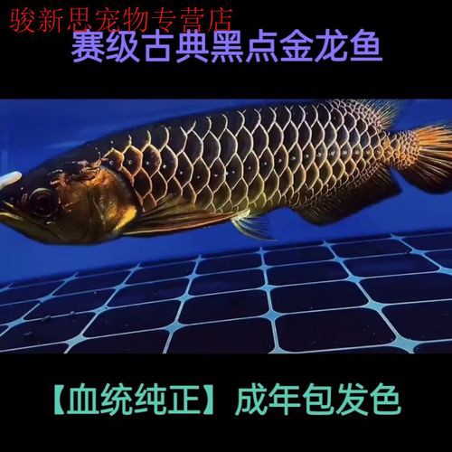哪里可以購買到正宗的古典黑底金龍魚？