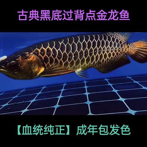 哪里可以購買到正宗的古典黑底金龍魚？
