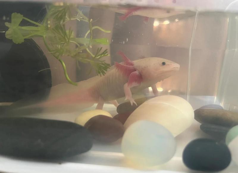 六角恐龍魚一頓吃幾顆飼料