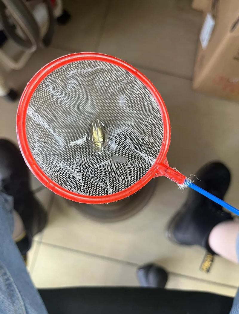 六角恐龍魚一頓吃幾顆飼料