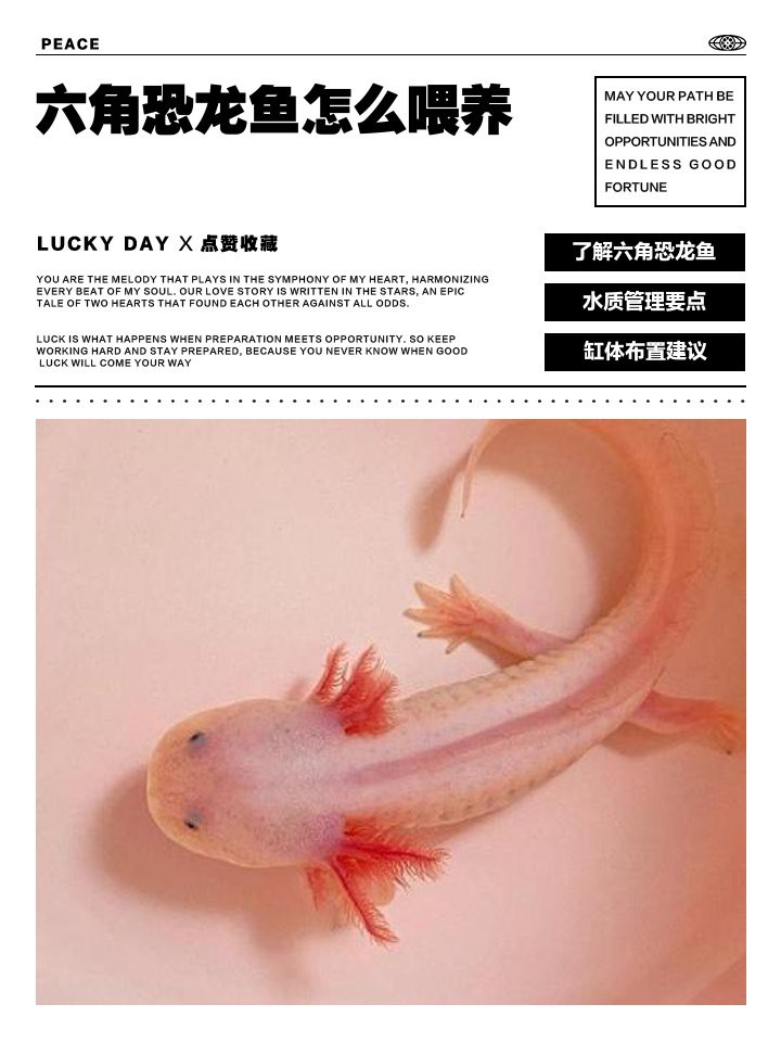 六角恐龍魚一頓吃幾顆飼料