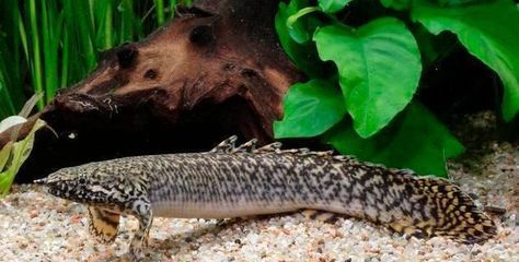 恐龍魚喂食頻率，如何判斷恐龍魚飽腹，恐龍魚食物選擇技巧