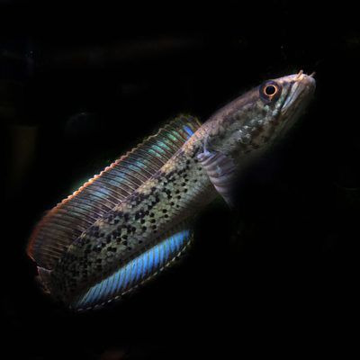 雷龍魚冷水魚（雷龍魚冷水環(huán)境下的生長情況熱帶魚與冷水魚的區(qū)別）