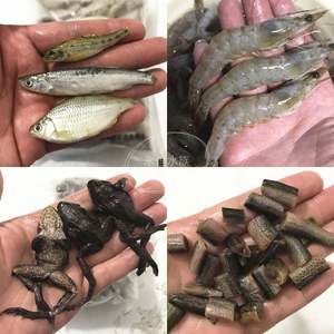 龍魚林蛙多長時間吃一次：龍魚喂食林蛙的頻率是多少？