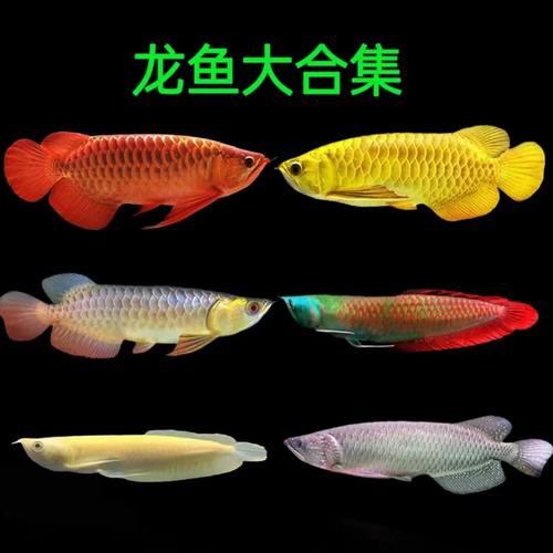 藍色的金龍魚是什么魚圖片欣賞