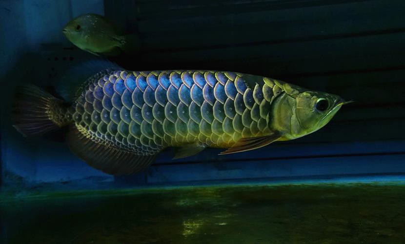 藍色的金龍魚是什么魚圖片欣賞