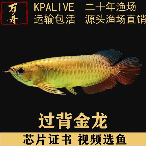 藍色的金龍魚是什么魚圖片欣賞