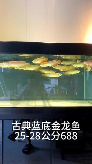 藍色的金龍魚是什么魚圖片欣賞