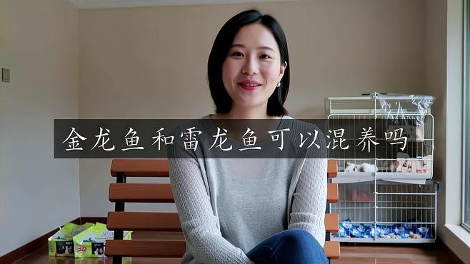 雷龍和龍魚混養(yǎng)