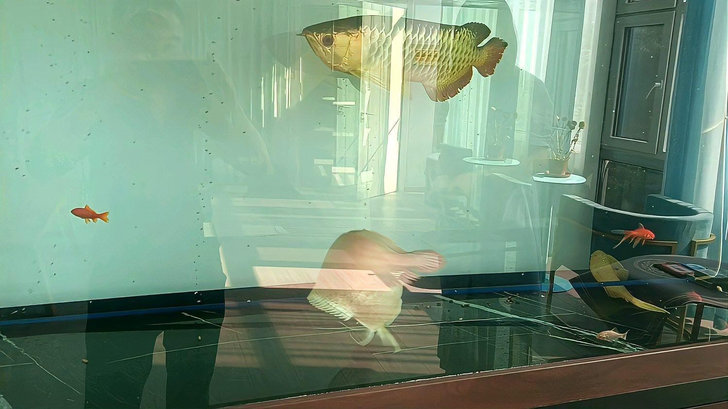 金龍魚吃魚視頻全集有哪些？