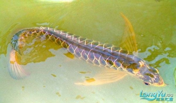 龍魚是哪里的國(guó)寶動(dòng)物