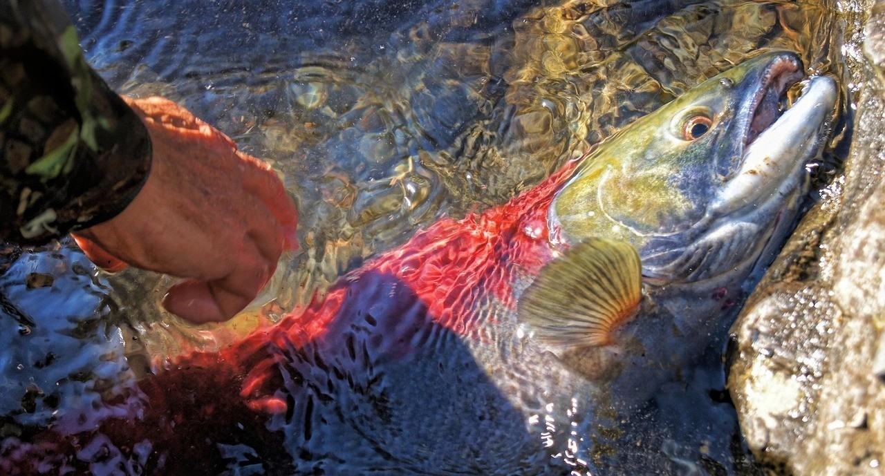 雷龍魚適合哪些底砂