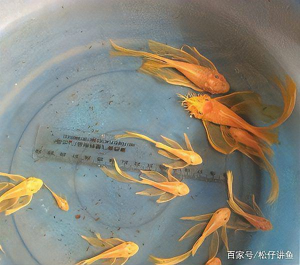 紅龍漁場如何處理新魚入缸應激？