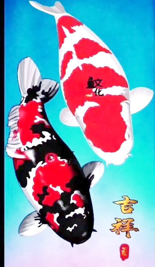 紅龍漁場如何處理新魚入缸應激？