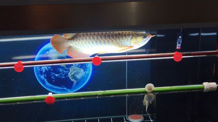 龍魚打側燈有什么講究：關于龍魚打側燈的一些講究