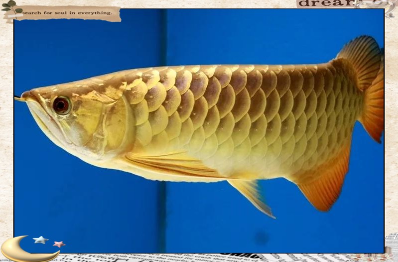 如何預防龍魚摔傷后的感染？