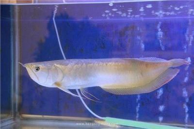 養龍魚一般養幾條合適