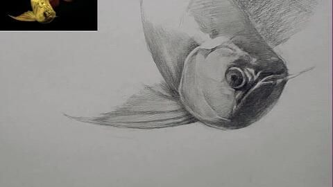 金龍魚畫畫年年有余(金龍魚在繪畫中展現出精湛技藝,年年有余)