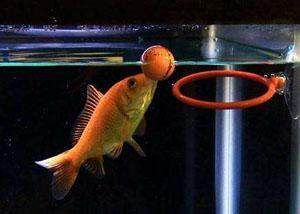 金龍魚畫畫年年有余(金龍魚在繪畫中展現出精湛技藝,年年有余)