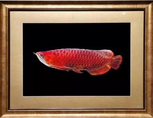 金龍魚畫畫年年有余(金龍魚在繪畫中展現出精湛技藝,年年有余)