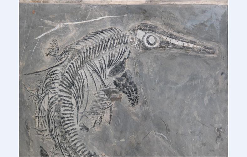 <strong><mark>巢湖</mark></strong>龍魚化石