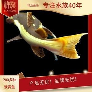 祥龍漁場的龍魚怎樣：祥龍漁場龍魚養殖水質控制技巧