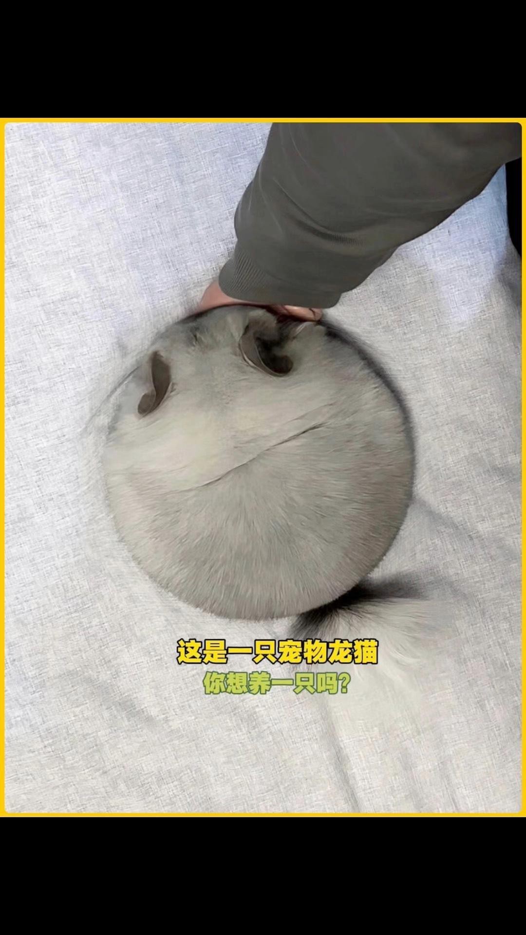 有哪些寵物貓適合與龍貓一起養？