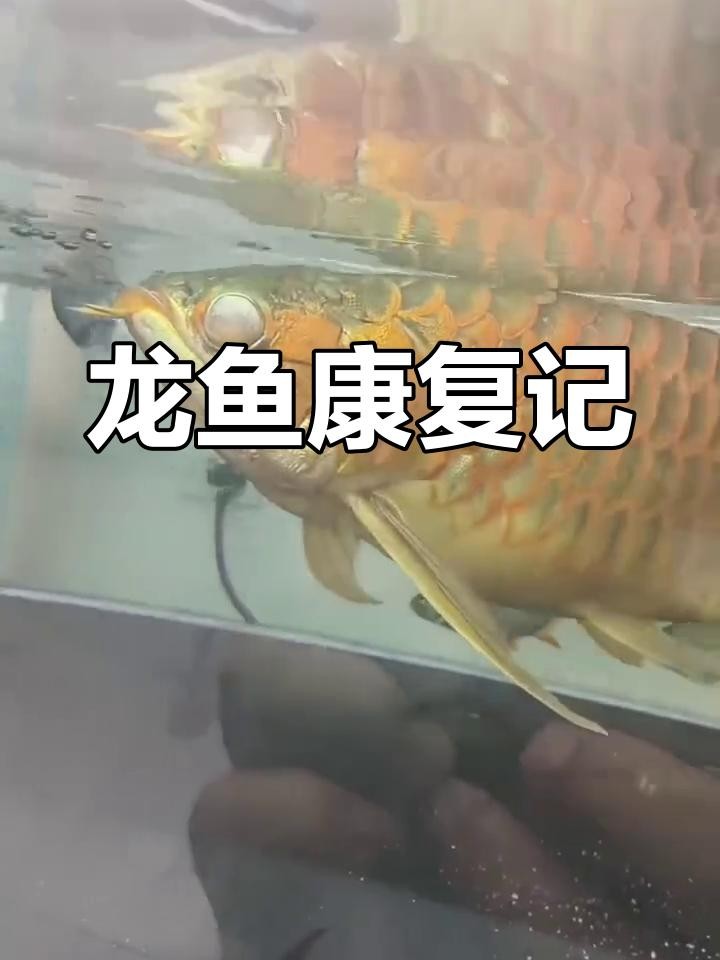 龍魚蒙眼病復(fù)發(fā)后還能治好嗎？