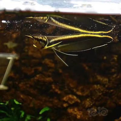 黑帶龍魚成體多大：黑帶龍魚的成體大小可以從80厘米到120厘米不等