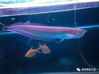 黑帶龍魚成體多大：黑帶龍魚的成體大小可以從80厘米到120厘米不等
