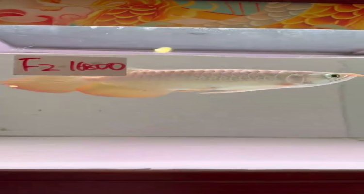 電商平臺哪家賣紅龍魚苗最好？