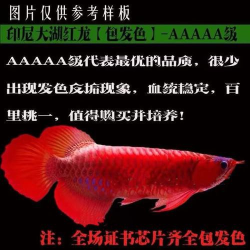 電商平臺哪家賣紅龍魚苗最好？