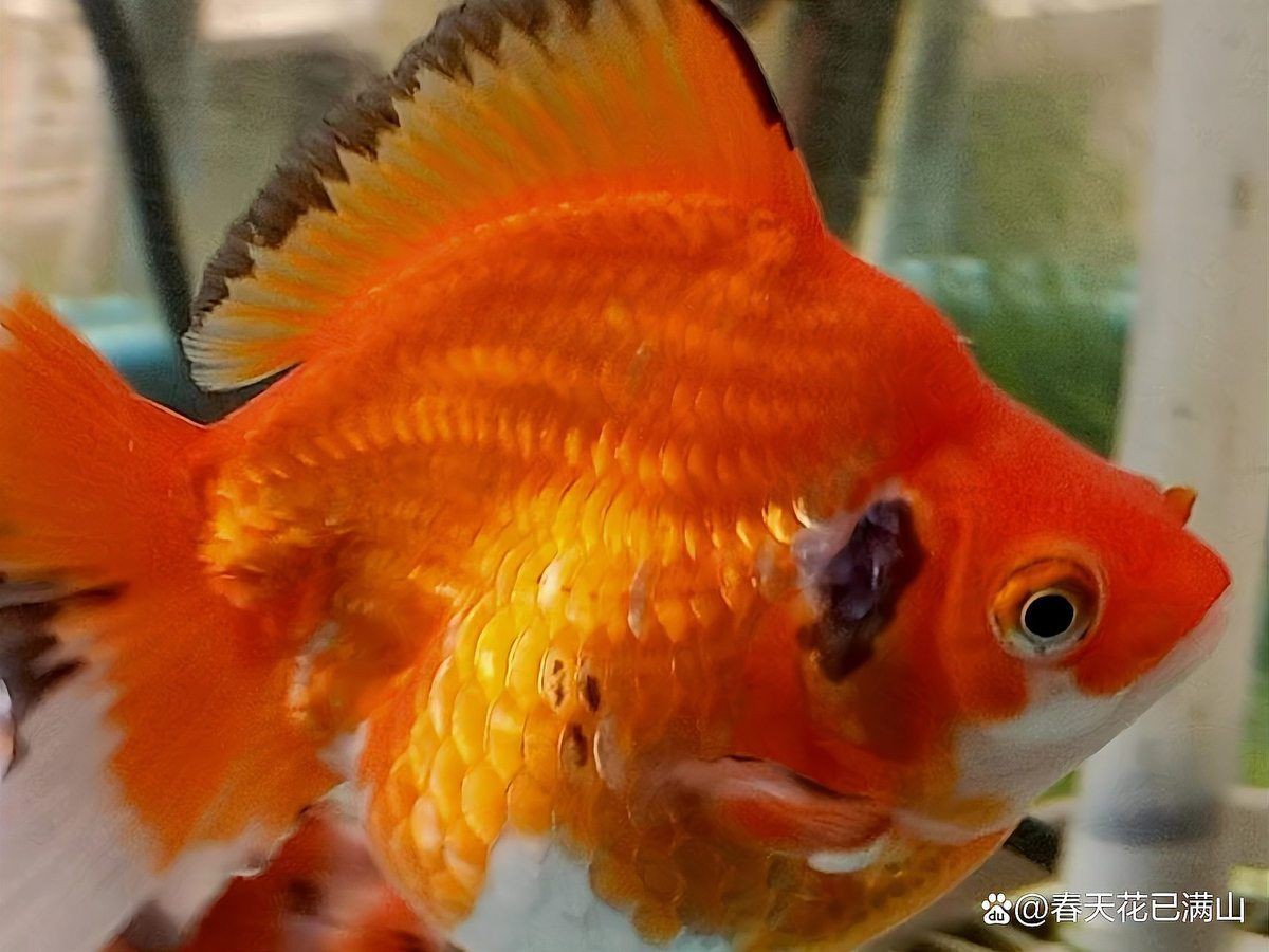 如何判斷金魚潰爛是否嚴重？