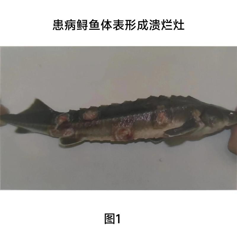 如何判斷金魚潰爛是否嚴重？