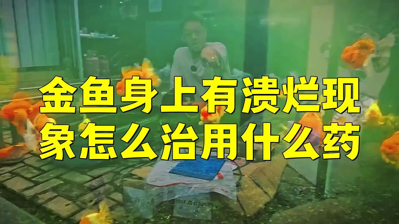 如何判斷金魚潰爛是否嚴重？
