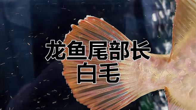 如何預(yù)防龍魚真菌病的傳播？