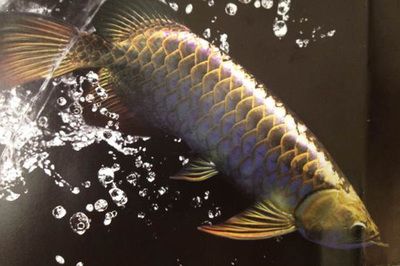 龍魚什么樣算沉頭：沉頭龍魚沉頭的急救措施改善龍魚水質(zhì)的具體方法