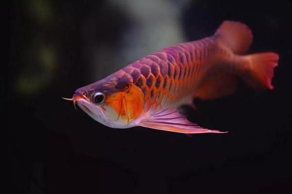 龍魚混養(yǎng)環(huán)境復(fù)雜性設(shè)計(jì)：龍魚混養(yǎng)水質(zhì)管理技巧