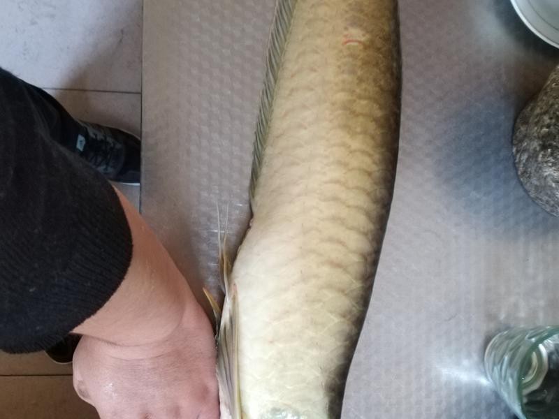 紅燒銀龍魚(yú)做法大全