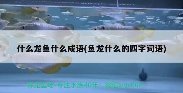 龍魚四字成語(yǔ)有哪些：魚躍龍門的歷史典故
