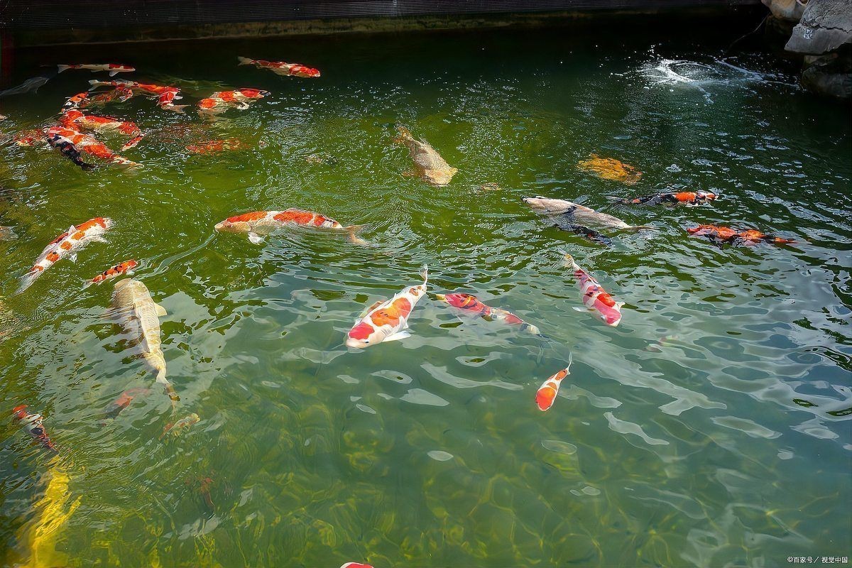 黑鱗病最怕三個魚