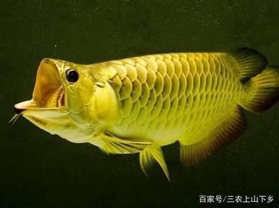 銀龍金龍紅龍魚區(qū)別（銀龍魚、金龍魚、紅龍魚和紅龍魚在外觀上有明顯區(qū)別）