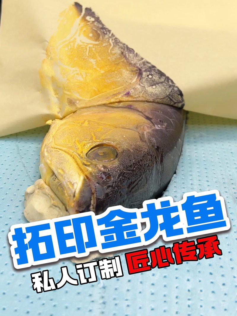 如何制作龍魚的紀念品？
